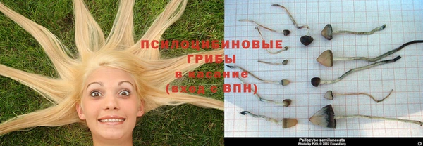 трава Новокубанск